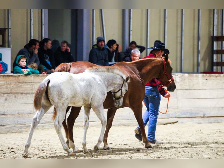 Appaloosa Merrie 1 Jaar in KOMENDA