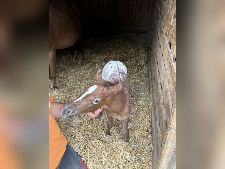 Appaloosa Merrie 1 Jaar in KOMENDA