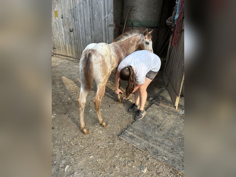 Appaloosa Merrie 1 Jaar in KOMENDA