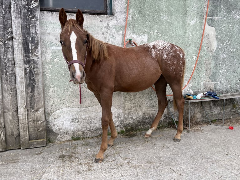 Appaloosa Mix Merrie 1 Jaar in M&#xFC;nzbach