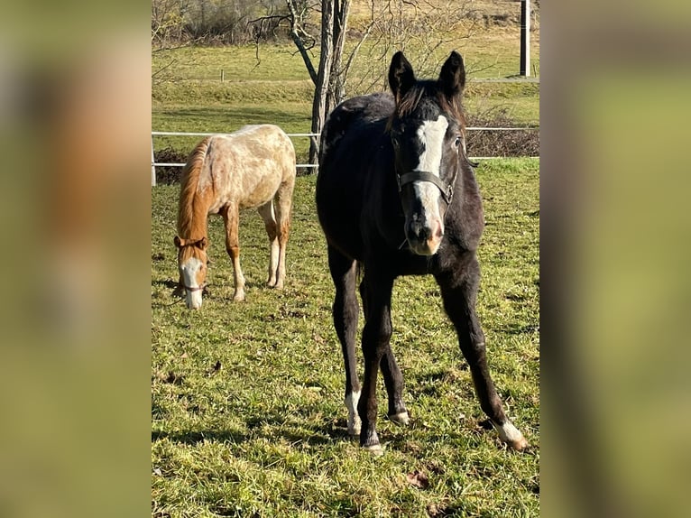 Appaloosa Merrie 1 Jaar Zwart in Camarade, Occitania