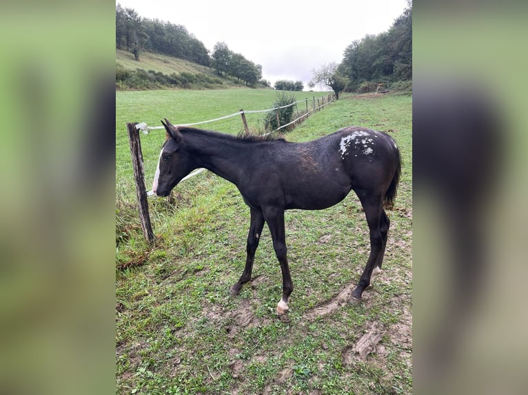 Appaloosa Merrie 1 Jaar Zwart in Camarade, Occitania