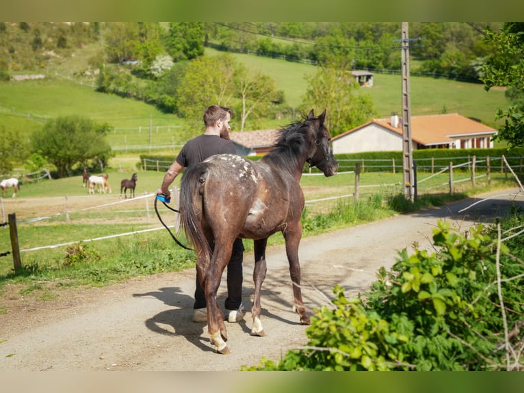 Appaloosa Merrie 1 Jaar Zwart in Camarade, Occitania