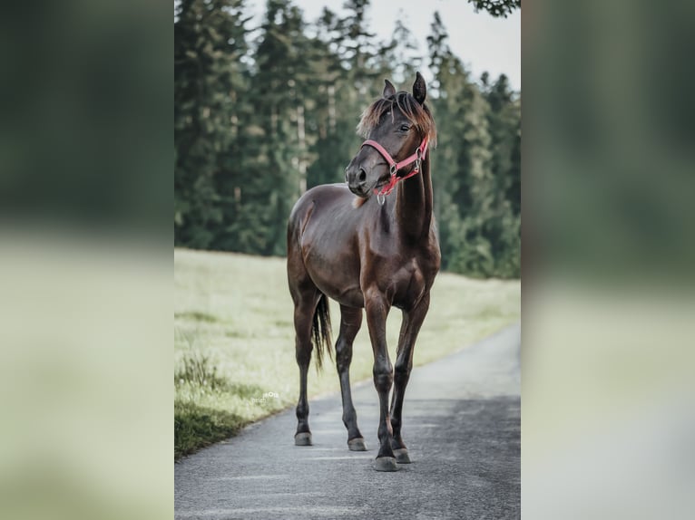 Appaloosa Merrie 1 Jaar Zwartbruin in Sch&#xFC;pfheim