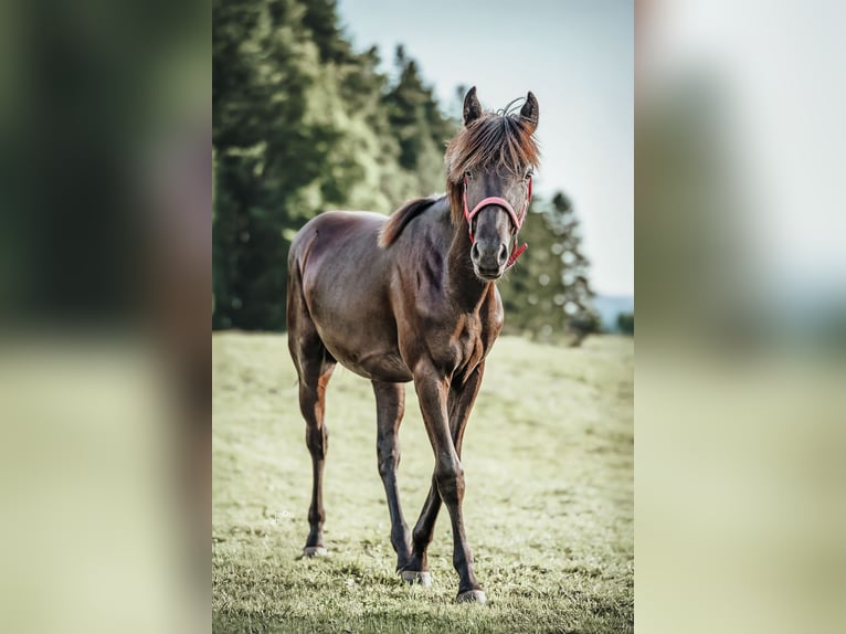 Appaloosa Merrie 1 Jaar Zwartbruin in Sch&#xFC;pfheim