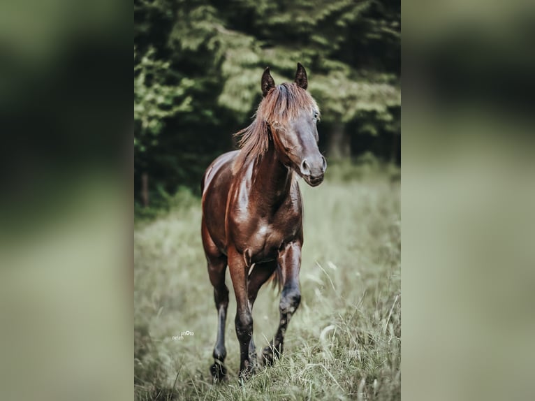 Appaloosa Merrie 1 Jaar Zwartbruin in Sch&#xFC;pfheim