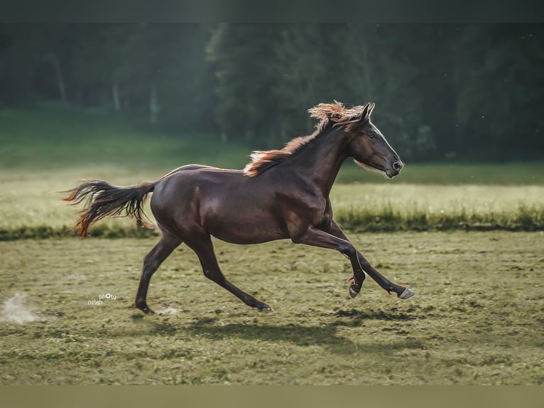 Appaloosa Merrie 1 Jaar Zwartbruin in Sch&#xFC;pfheim