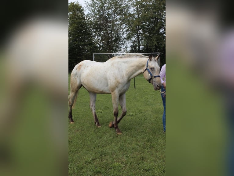 Appaloosa Merrie 20 Jaar 163 cm Buckskin in Nördlingen