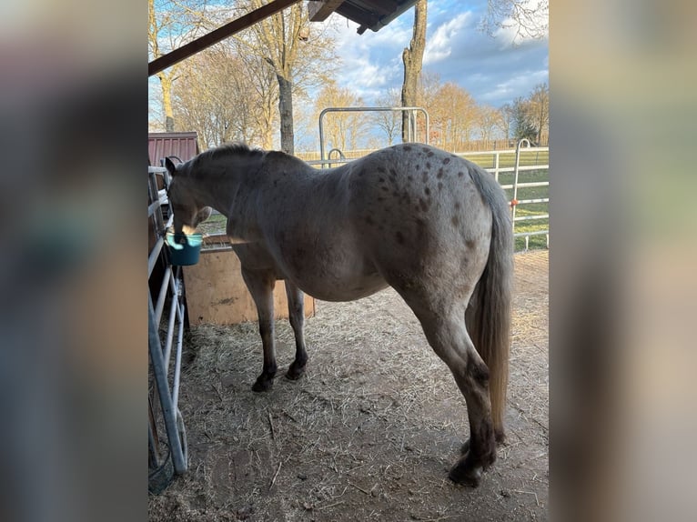 Appaloosa Merrie 20 Jaar 163 cm Buckskin in Nördlingen
