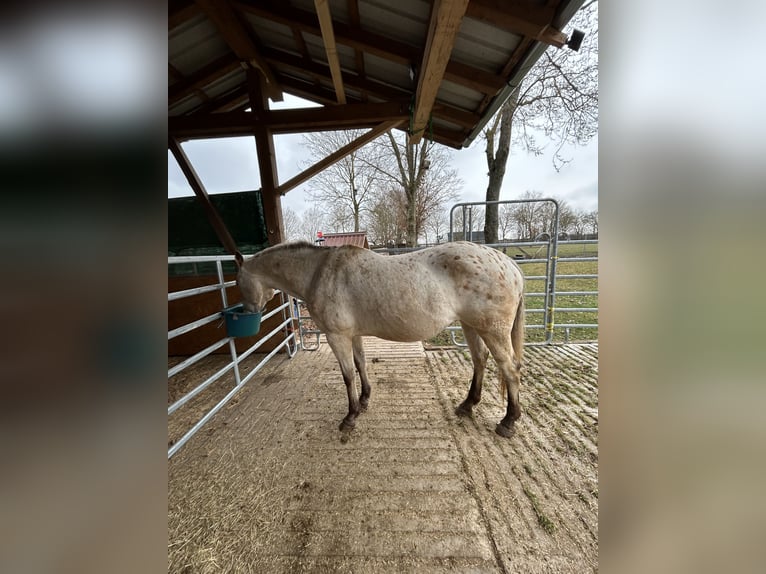 Appaloosa Merrie 20 Jaar 164 cm Buckskin in Nördlingen
