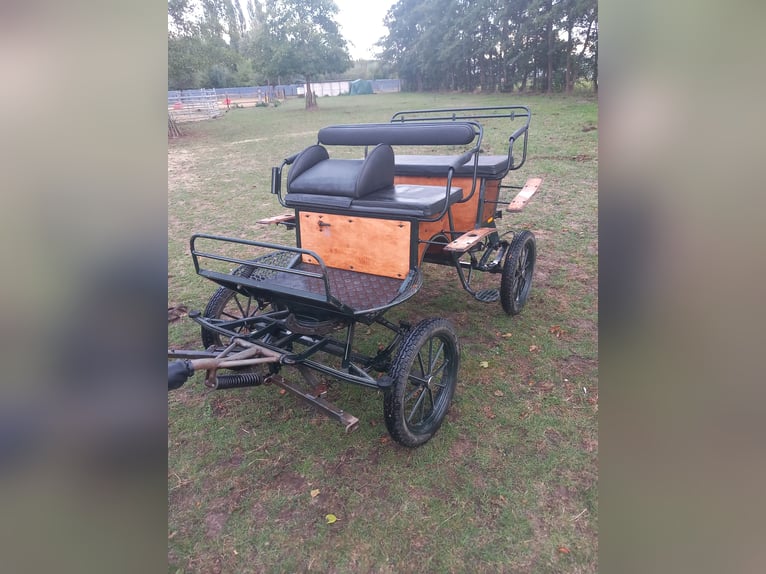 Appaloosa Merrie 25 Jaar 99 cm Appaloosa in Vremde Appaloosa Merrie 25 Jaar 99 cm Appaloosa in Vremde