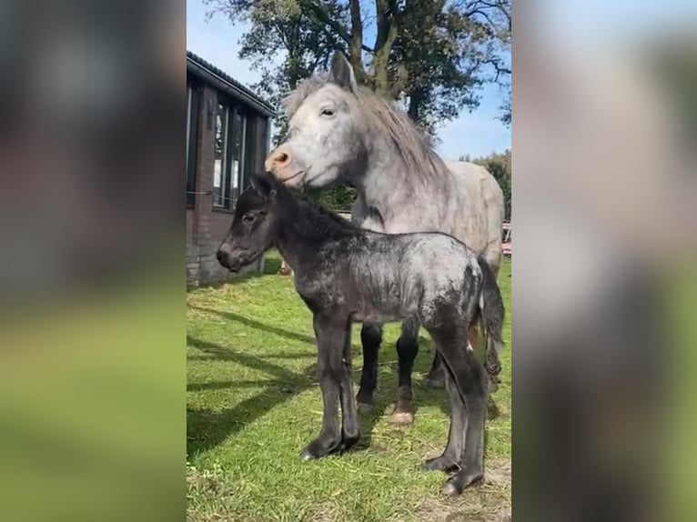 Appaloosa Merrie 2 Jaar 115 cm in Veghel