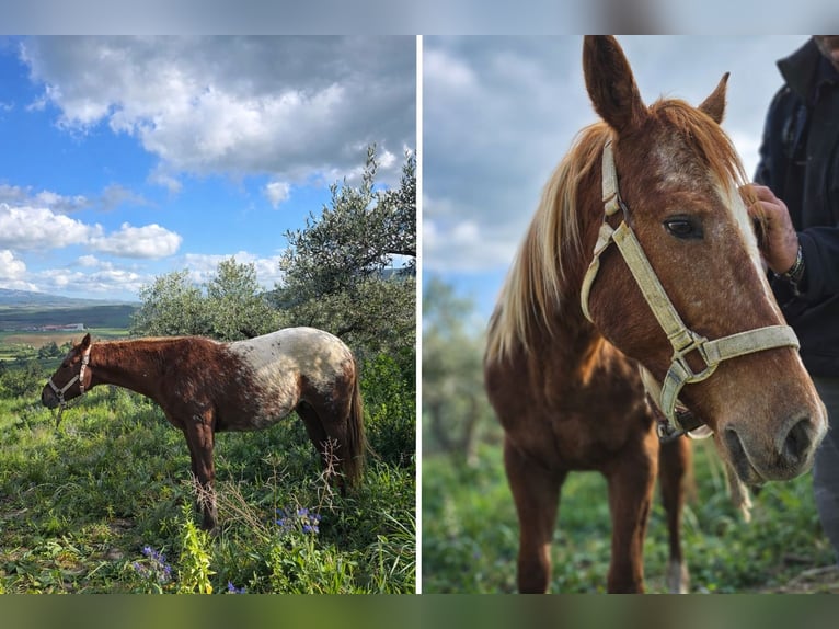 Appaloosa Merrie 2 Jaar 140 cm Vos in Salaparuta