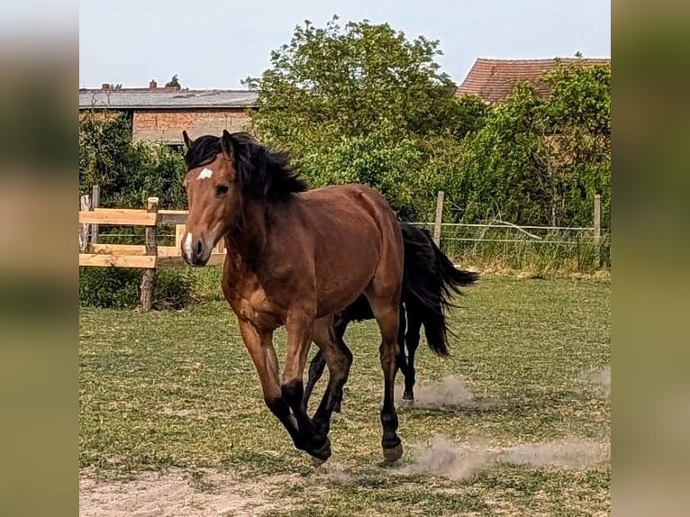 Appaloosa Mix Merrie 2 Jaar 145 cm Bruin in Stendal