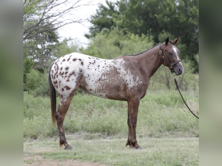 Appaloosa Merrie 2 Jaar 145 cm Roodbruin in Loving