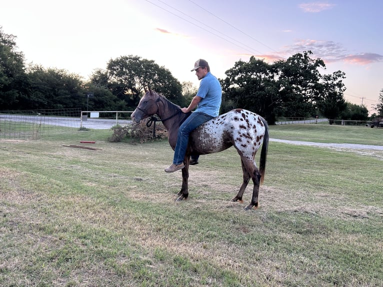 Appaloosa Merrie 2 Jaar 145 cm Roodbruin in Loving