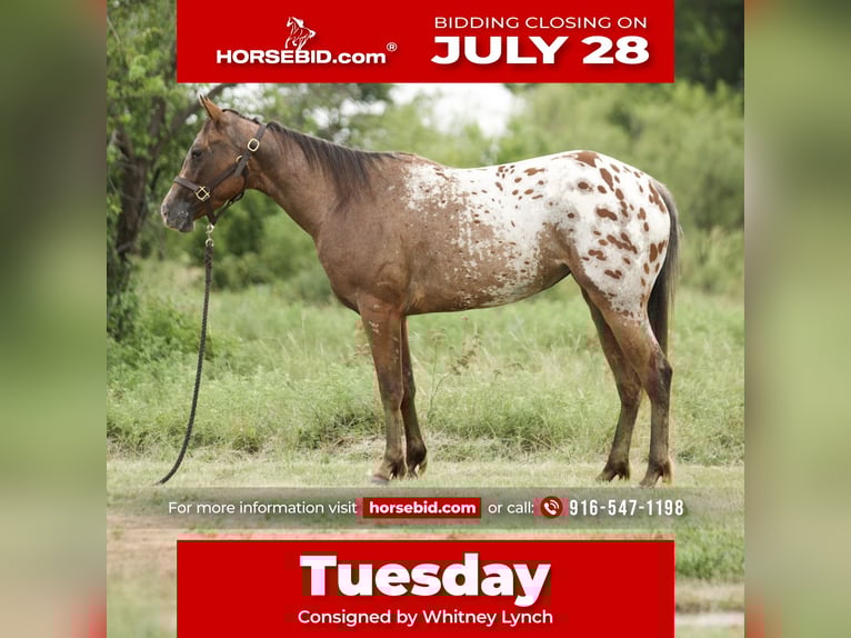 Appaloosa Merrie 2 Jaar 145 cm Roodbruin in Loving