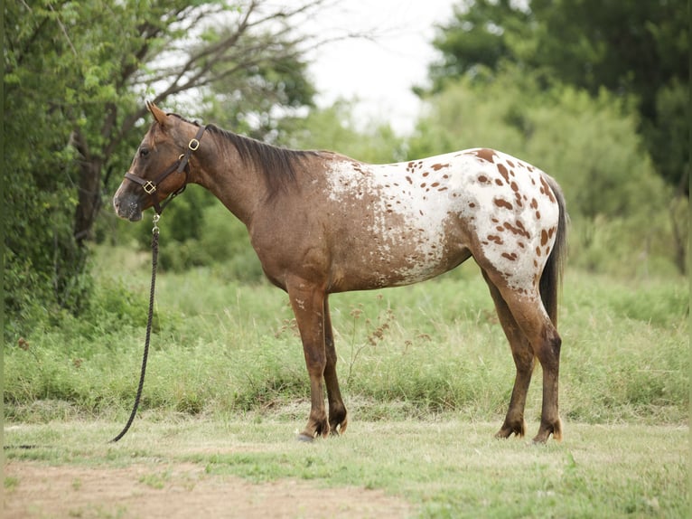 Appaloosa Merrie 2 Jaar 145 cm Roodbruin in Loving