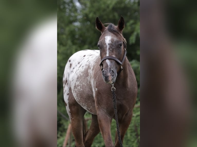 Appaloosa Merrie 2 Jaar 145 cm Roodbruin in Loving
