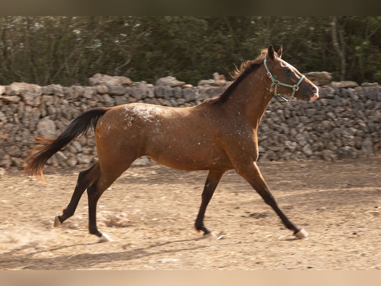Appaloosa Merrie 2 Jaar 146 cm Bruin in Algaida