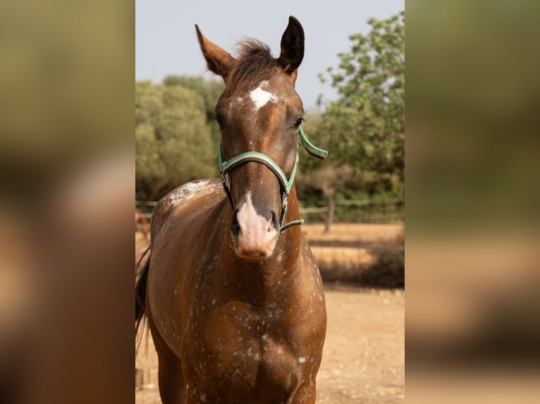 Appaloosa Merrie 2 Jaar 146 cm Bruin in Algaida