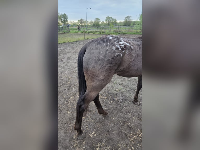 Appaloosa Merrie 2 Jaar 150 cm Bruin in 's-Hertogenbosch