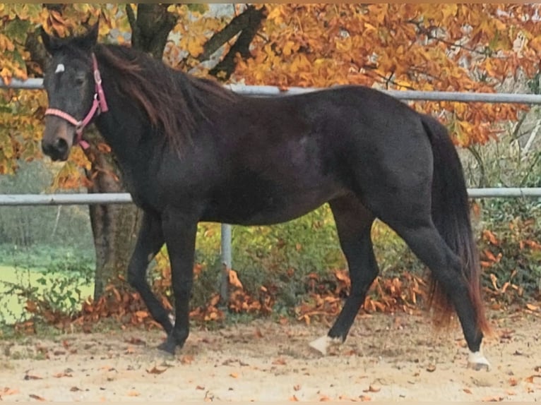 Appaloosa Merrie 2 Jaar 155 cm Zwartbruin in Weißkirchen an der Traun Appaloosa Merrie 2 Jaar 155 cm Zwartbruin in Weißkirchen an der Traun
