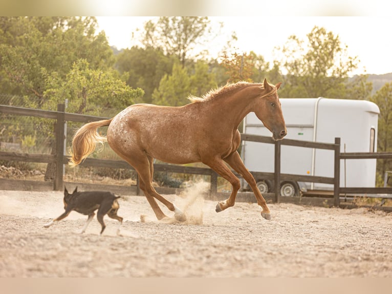 Appaloosa Mix Merrie 2 Jaar 160 cm Appaloosa in Alcoi/Alcoy