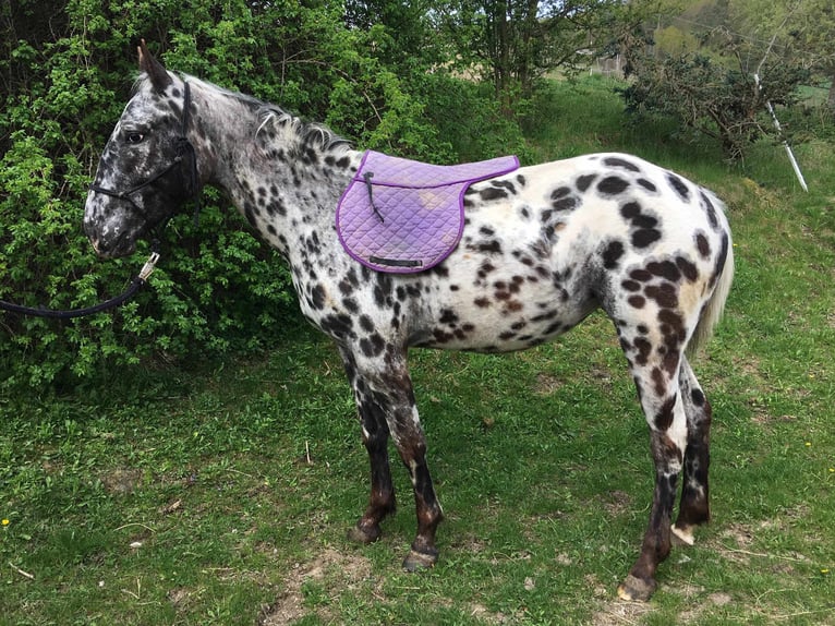 Appaloosa Merrie 2 Jaar Appaloosa in Brno