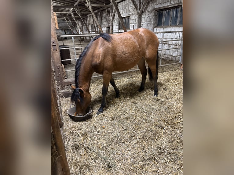 Appaloosa Mix Merrie 2 Jaar Bruin in Stendal