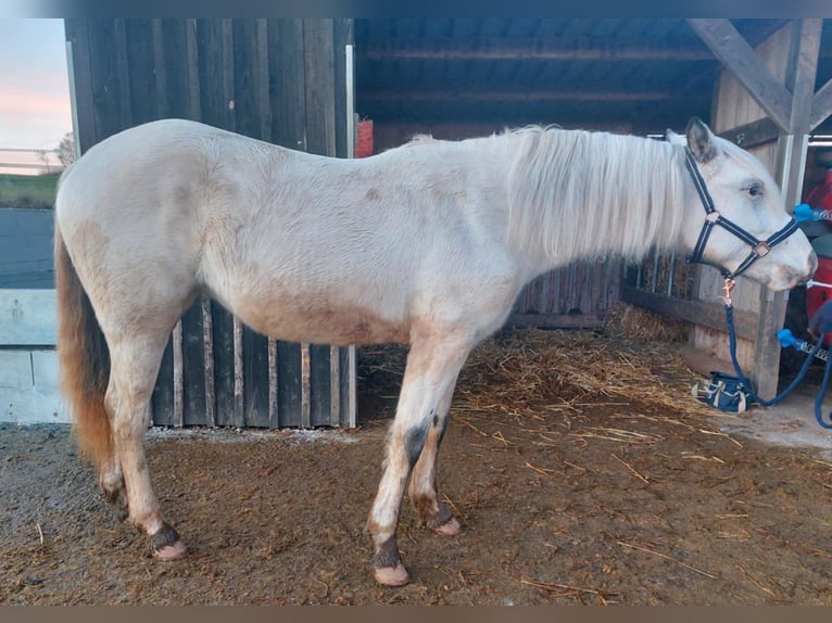 Appaloosa Merrie 2 Jaar Bruin in La Roche-en-Ardenne