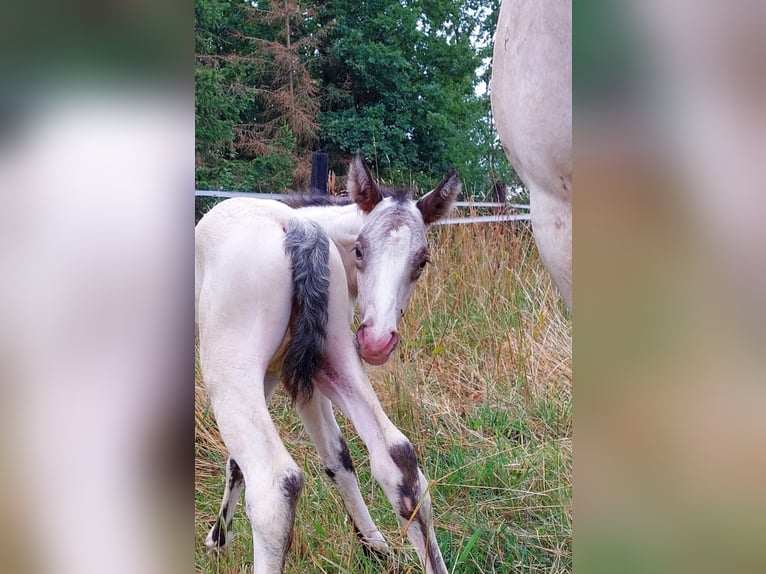 Appaloosa Merrie 2 Jaar Bruin in La Roche-en-Ardenne