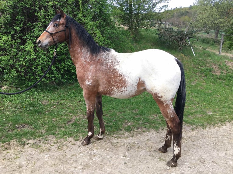 Appaloosa Merrie 2 Jaar Bruin in Brno