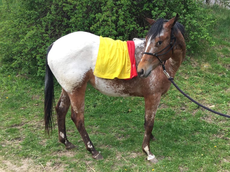 Appaloosa Merrie 2 Jaar Bruin in Brno