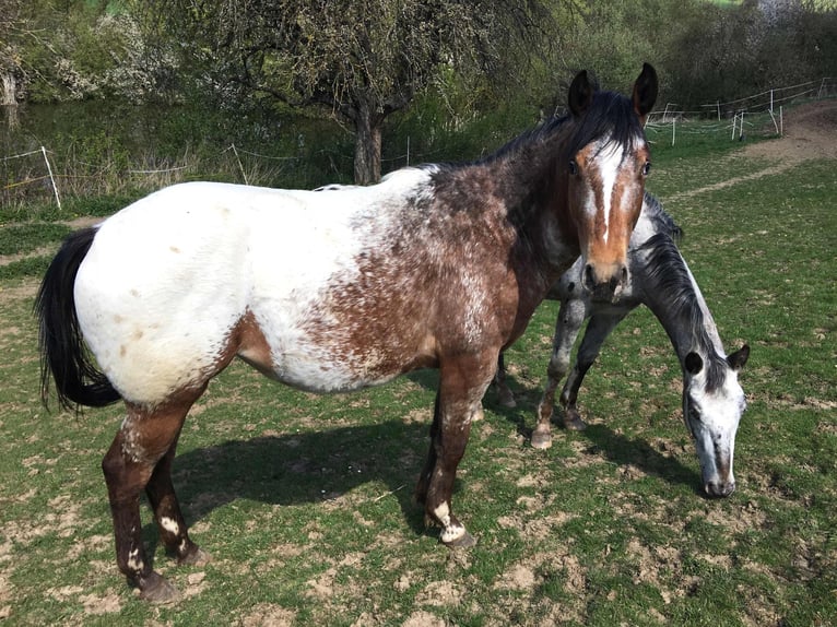 Appaloosa Merrie 2 Jaar Bruin in Brno