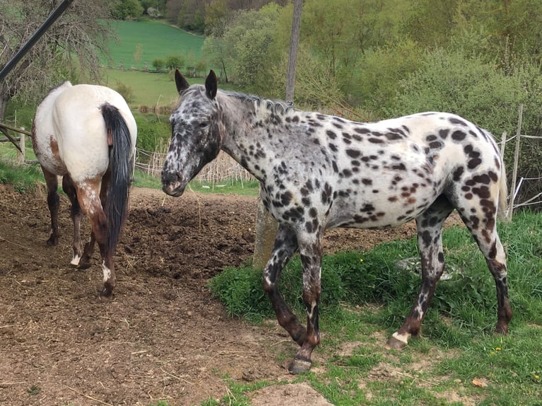 Appaloosa Merrie 2 Jaar  in Brno