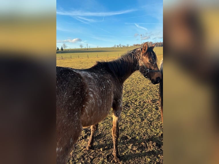 Appaloosa Mix Merrie 2 Jaar Roan-Bay in Kaltohmfeld