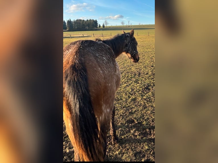 Appaloosa Mix Merrie 2 Jaar Roan-Bay in Kaltohmfeld