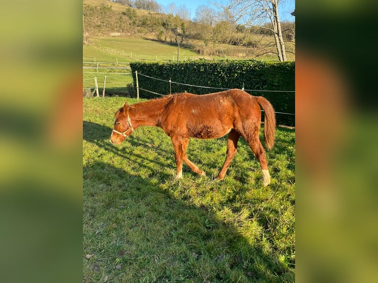 Appaloosa Merrie 2 Jaar Vos in Camarade