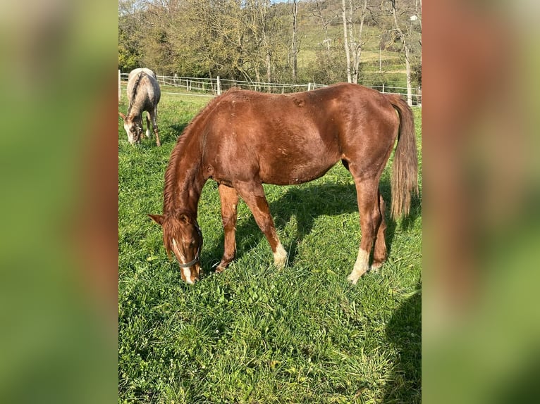 Appaloosa Merrie 2 Jaar Vos in Camarade
