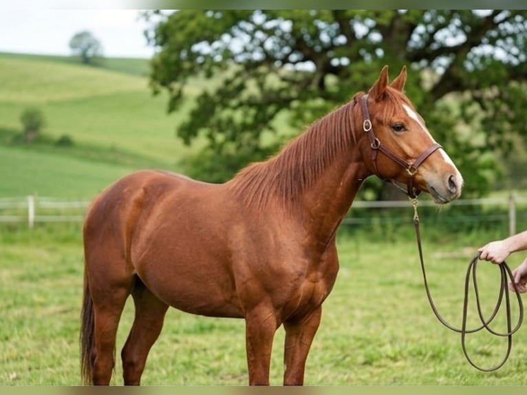 Appaloosa Merrie 2 Jaar Vos in Camarade