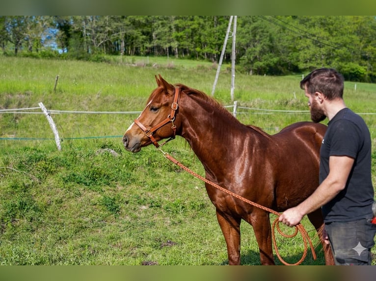 Appaloosa Merrie 2 Jaar Vos in Camarade