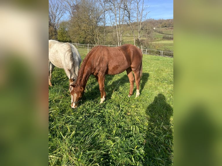 Appaloosa Merrie 2 Jaar Vos in Camarade