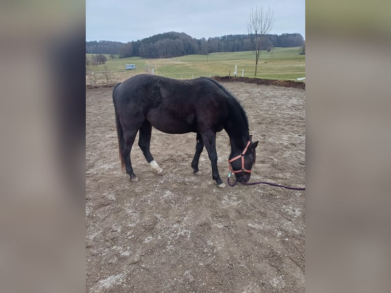 Appaloosa Merrie 2 Jaar Zwart in Perwang am Grabensee