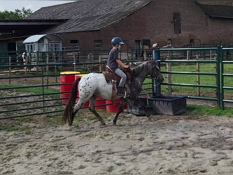 Appaloosa Merrie 3 Jaar 124 cm Appaloosa in Landgraaf