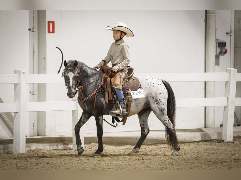 Appaloosa Merrie 3 Jaar 124 cm Appaloosa in Landgraaf
