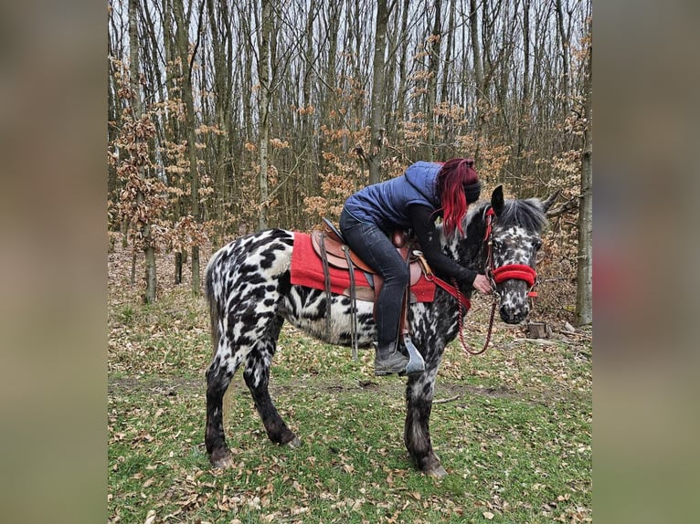 Appaloosa Merrie 3 Jaar 136 cm Appaloosa in Linkenbach