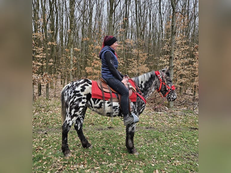Appaloosa Merrie 3 Jaar 136 cm Appaloosa in Linkenbach