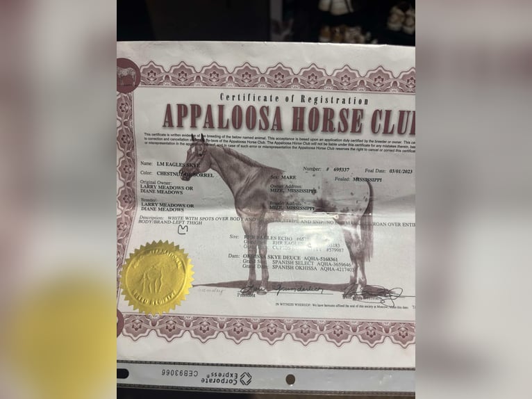 Appaloosa Merrie 3 Jaar 145 cm Donkere-vos in Greenville Ky