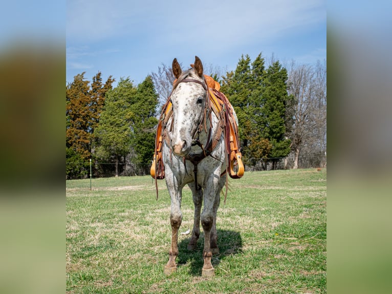 Appaloosa Merrie 3 Jaar 145 cm Donkere-vos in Greenville Ky
